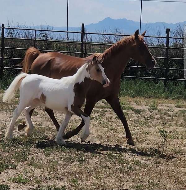 gypsy-half-arabian-horse