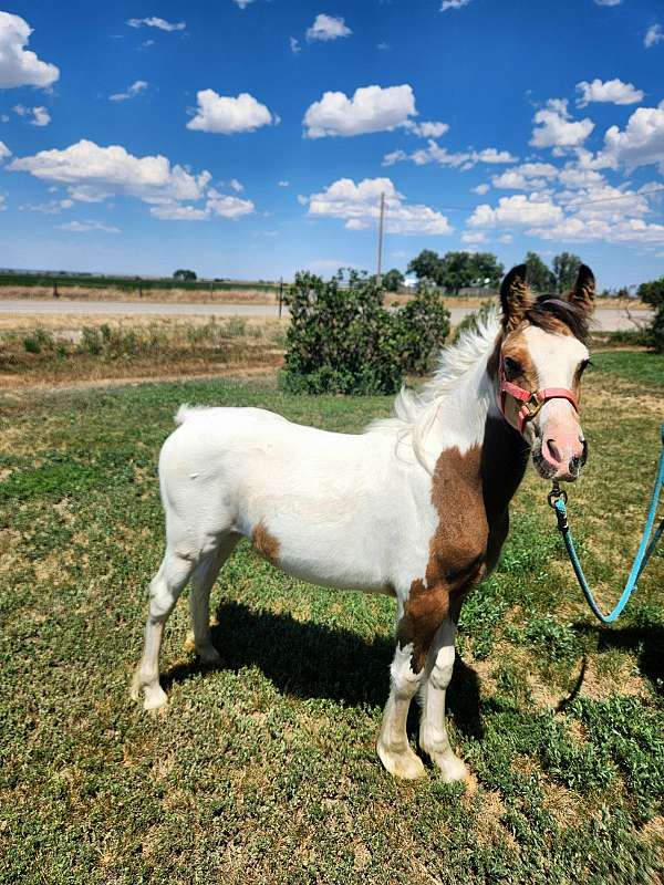 athletic-draft-filly