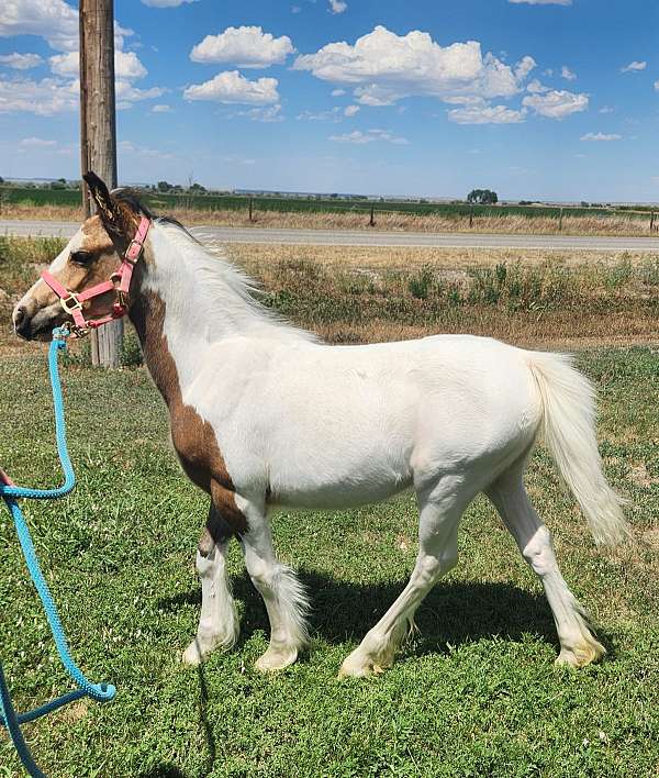 tobiano-athletic-draft-horse