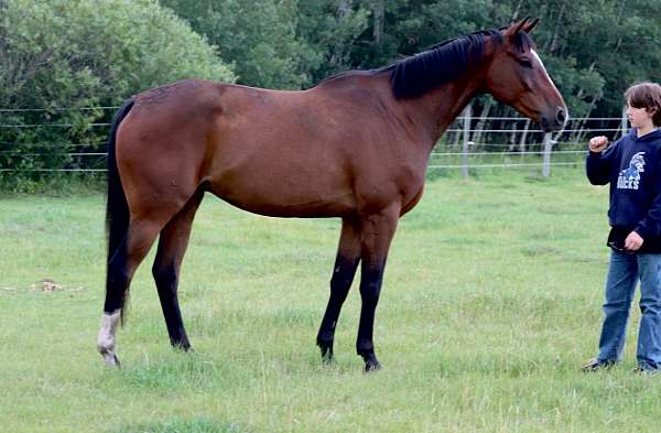 thoroughbred-horse-for-sale