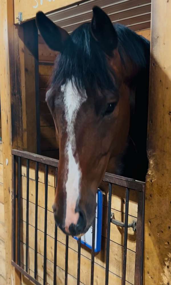 thoroughbred-horse