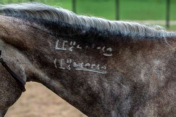 dappled-mustang-horse