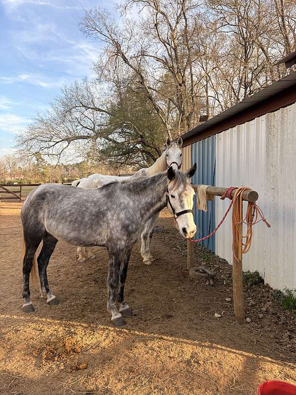 stripe-right-hind-pastern-horse