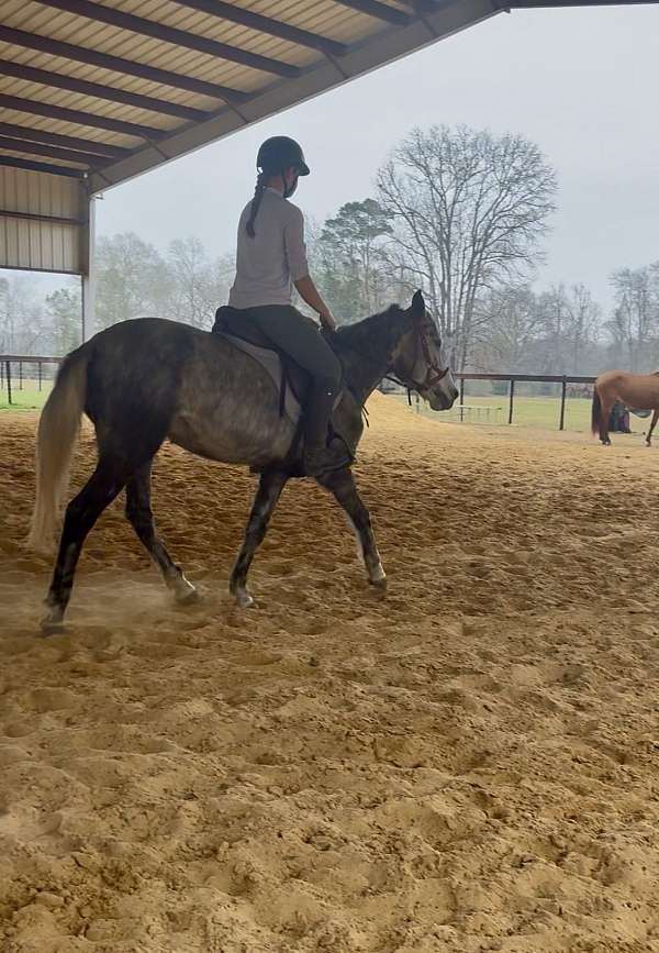 endurance-mustang-horse