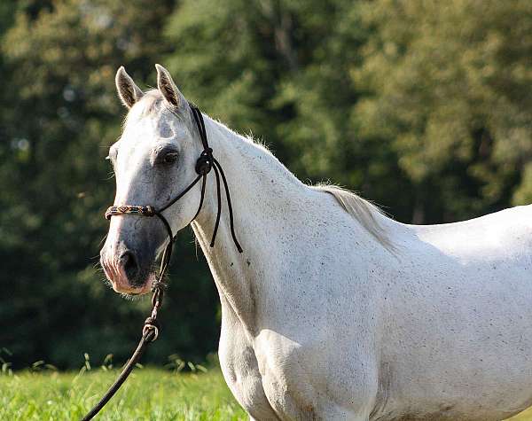 tennessee-walking-gelding