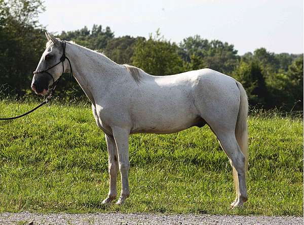 tennessee-walking-horse-for-sale