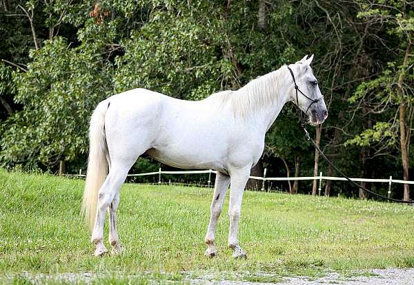tennessee-walking-horse