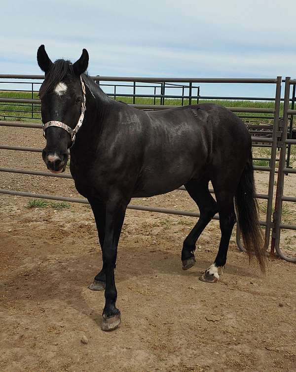 beautiful-black-mustang-horse