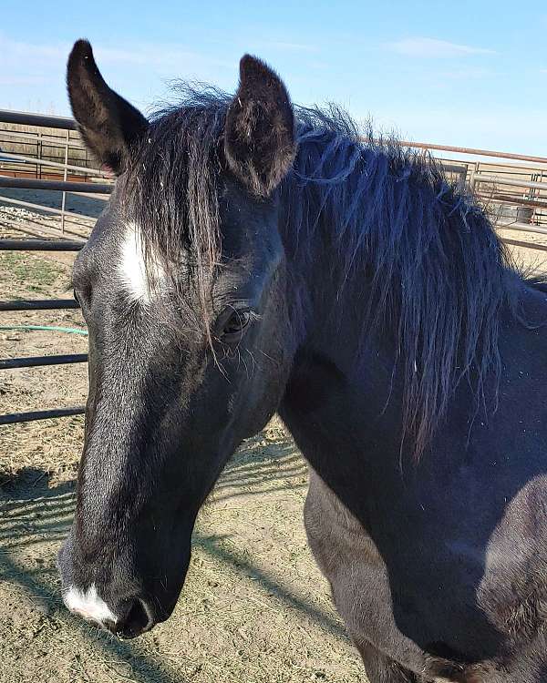 black-experienced-halter-horse