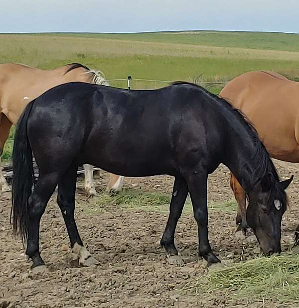 maverick-mustang-horse