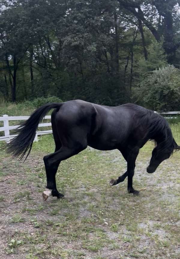dressage-jumper-stallion