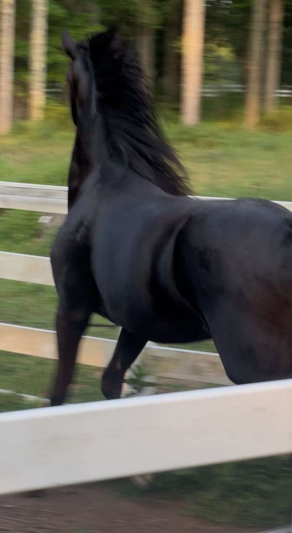 temperment-warmblood-horse