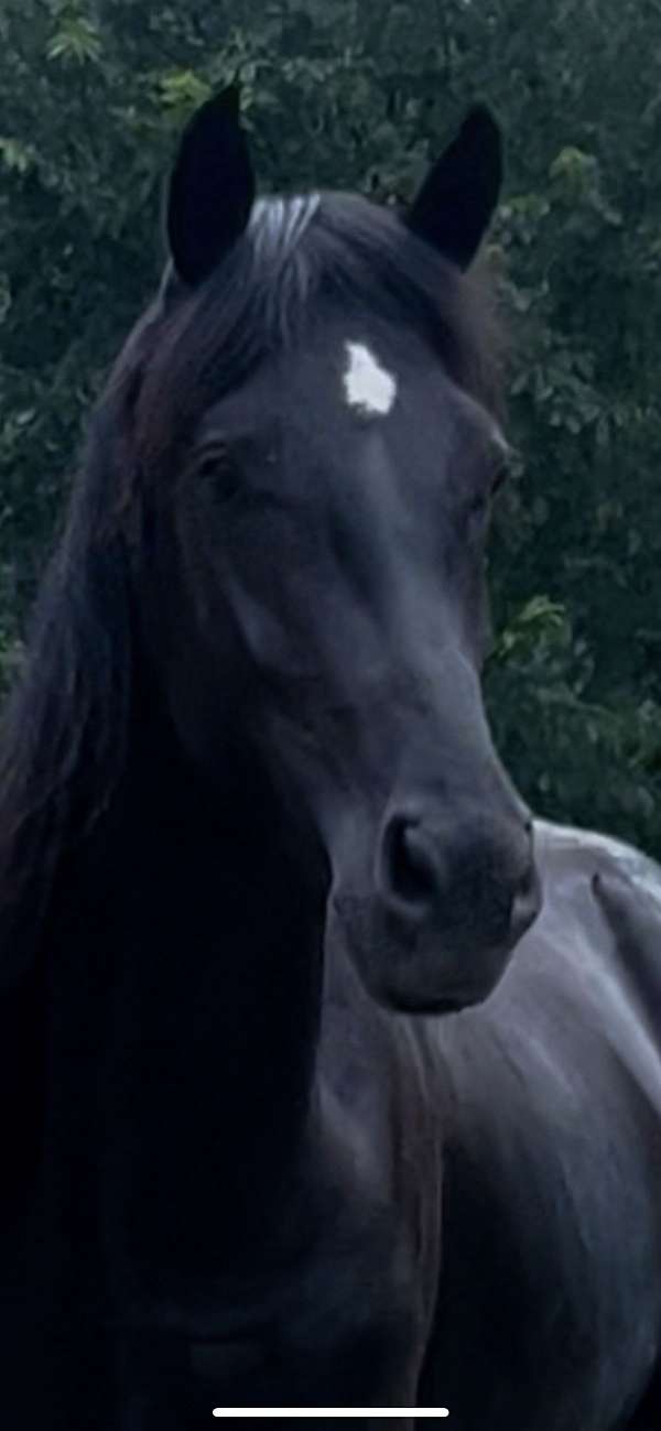 donnerhall-horse