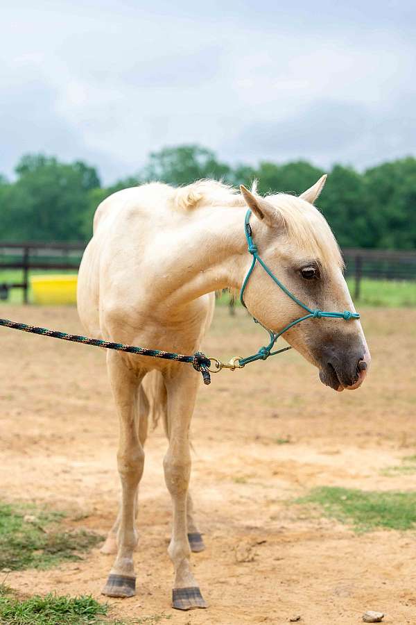 blaze-back-right-sock-horse