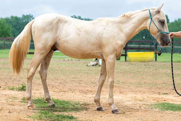 palomino-athletic-horse