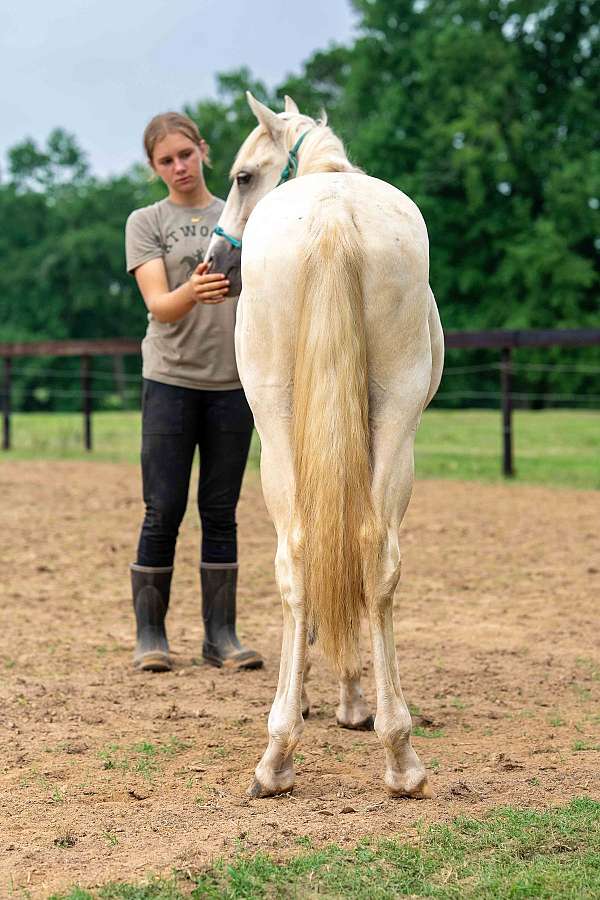 palomino-barrel-horse
