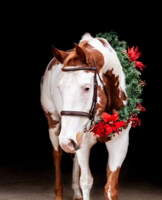 blue-eyed-paint-horse
