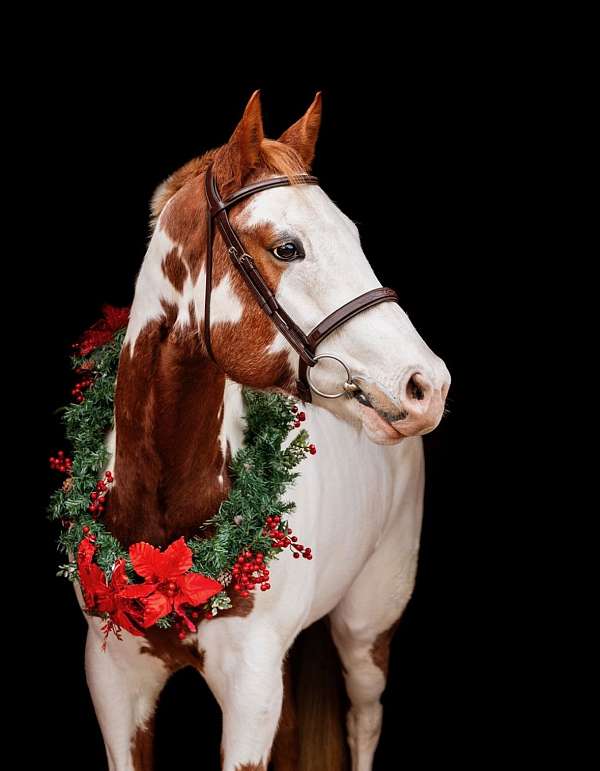 dressage-paint-horse