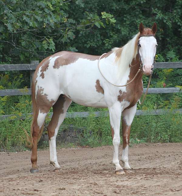 english-pleasure-paint-horse