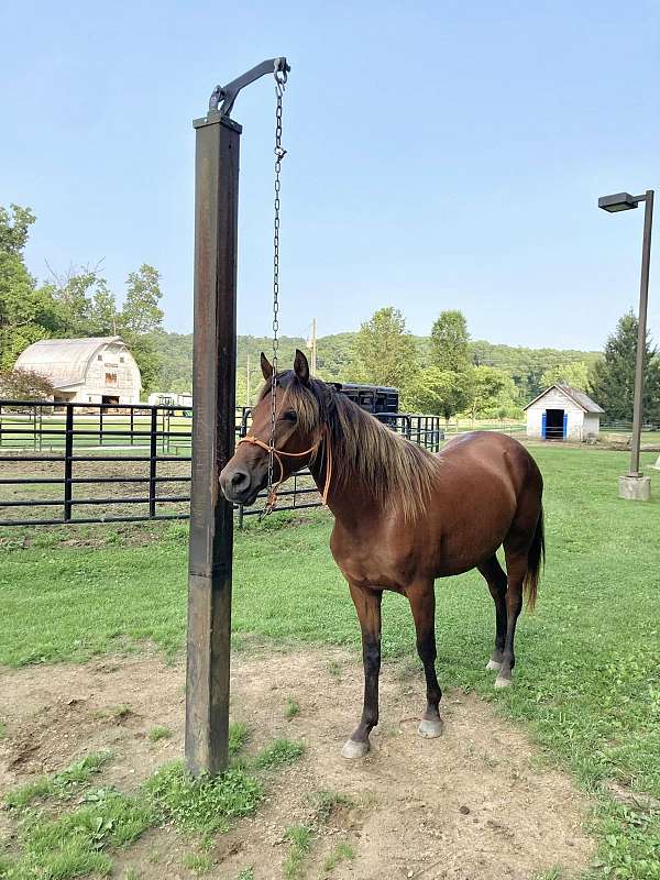 silb-breeding-horse