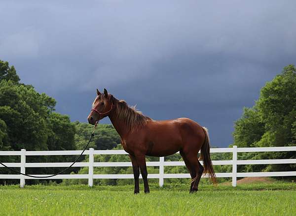 silb-show-horse