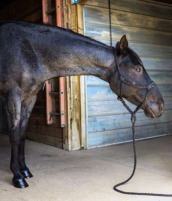 friendly-quarter-horse