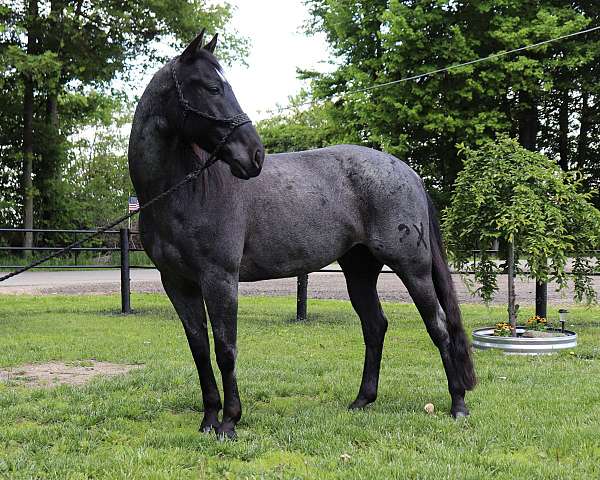 blue-roan-horse