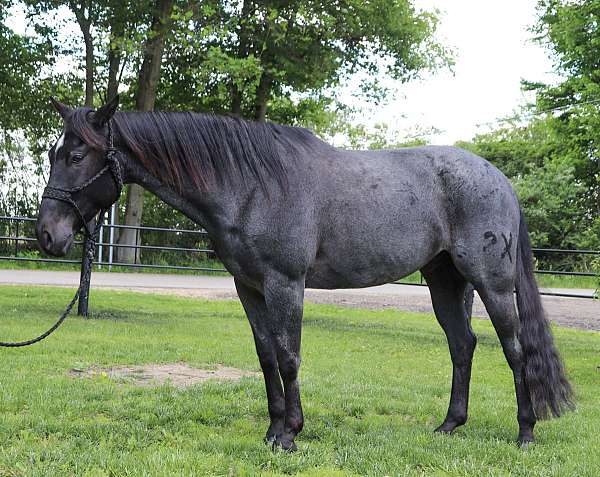 good-minded-quarter-horse