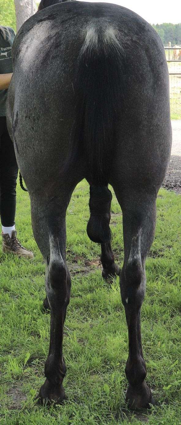 beautiful-quarter-horse