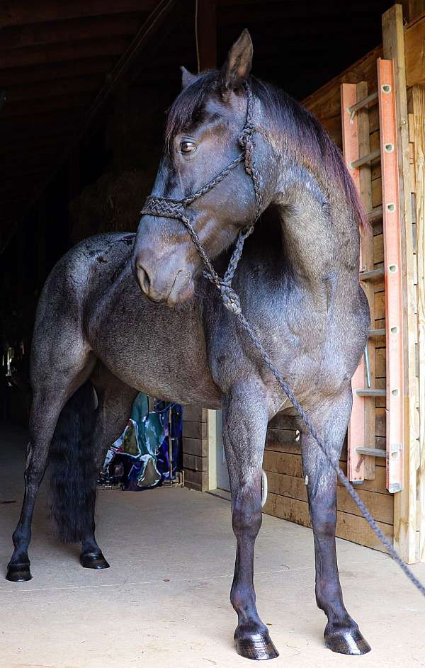 loves-people-quarter-horse