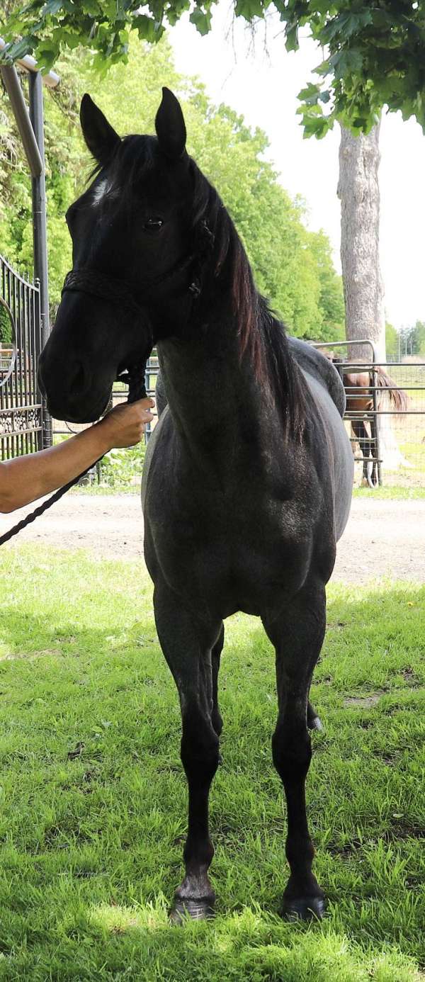 versatile-quarter-horse