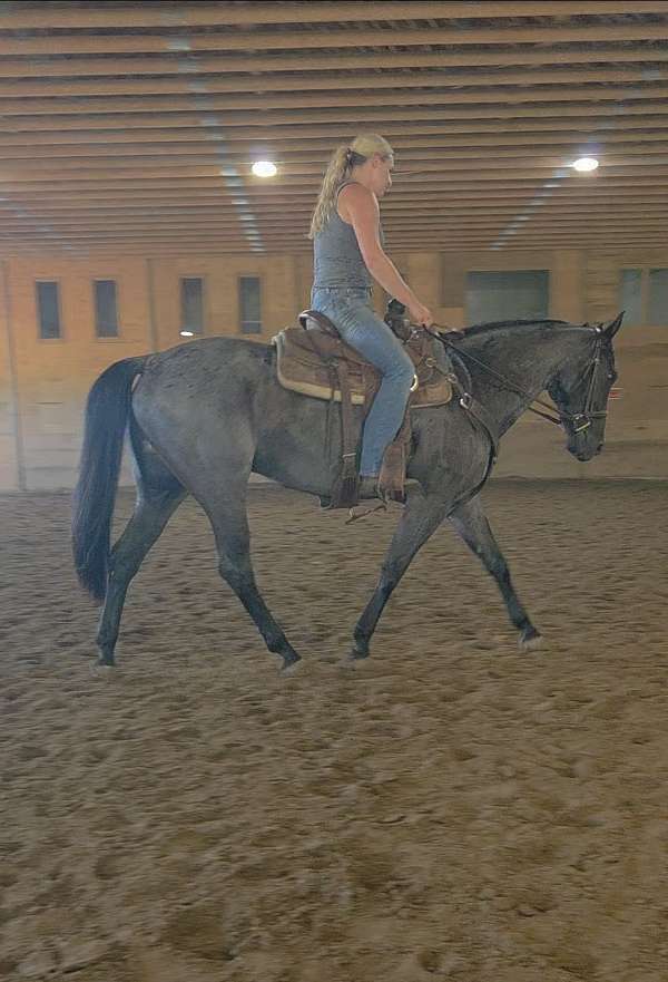 roan-quarter-horse