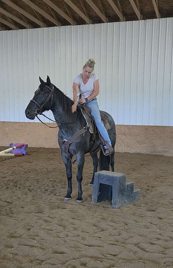 blue-roan-quarter-horse