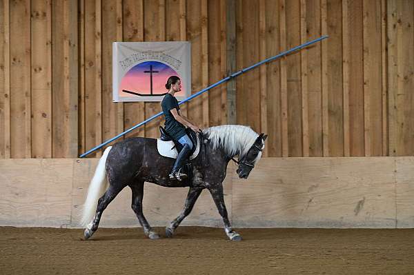 fshr-belgian-horse