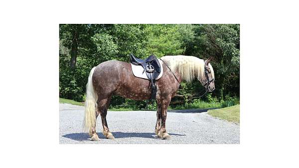 silver-chocolate-horse