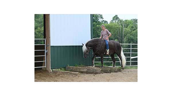 beginner-belgian-horse