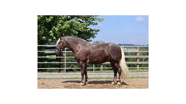 dappled-belgian-horse