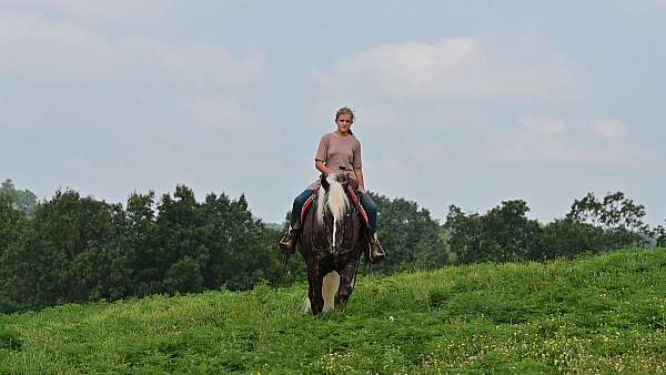 draft-belgian-horse