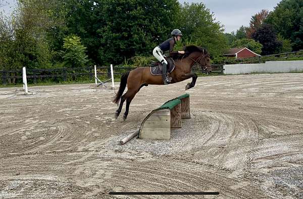 all-around-welsh-pony
