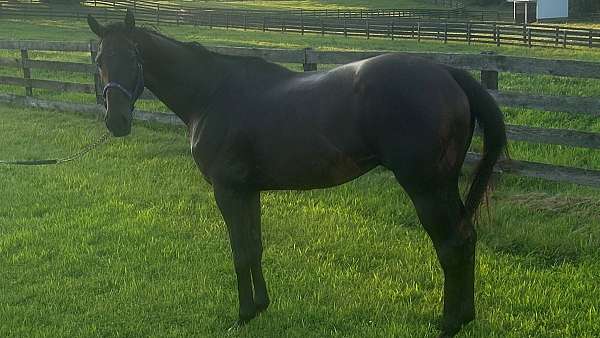 bay-none-horse