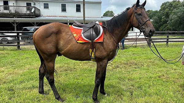 affordable-thoroughbred-horse
