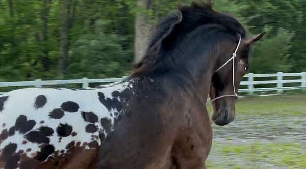 blanket-warmblood-horse