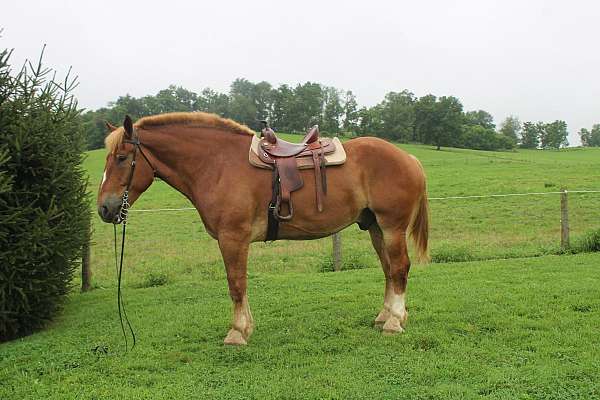 all-around-belgian-horse