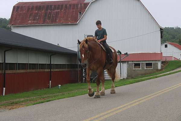 driving-belgian-horse