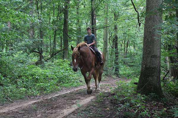 husband-safe-belgian-horse