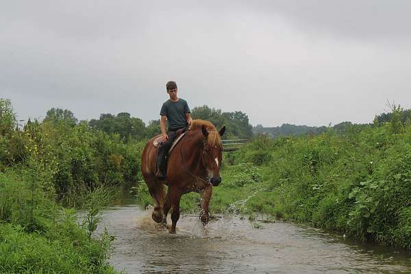 kid-safe-belgian-horse