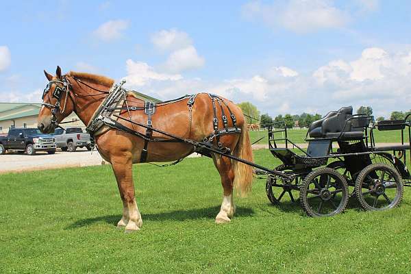 parade-belgian-horse