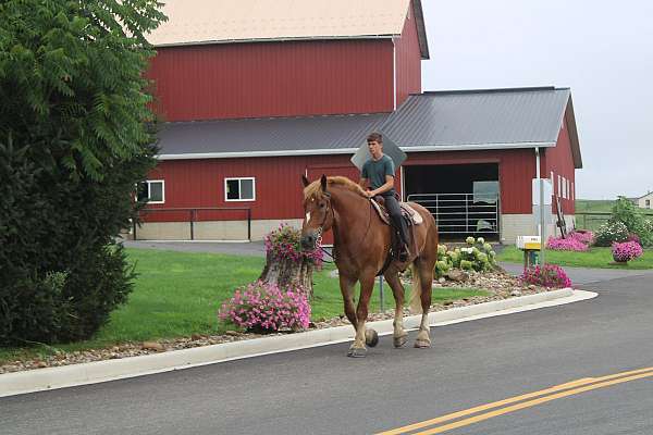 pleasure-driving-belgian-horse