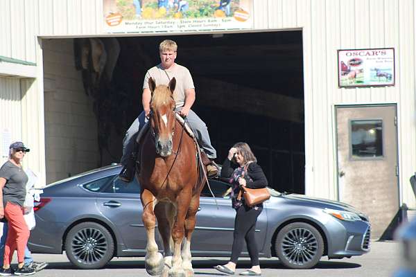 bath-belgian-horse