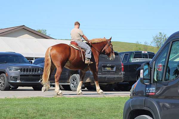 bid-belgian-horse